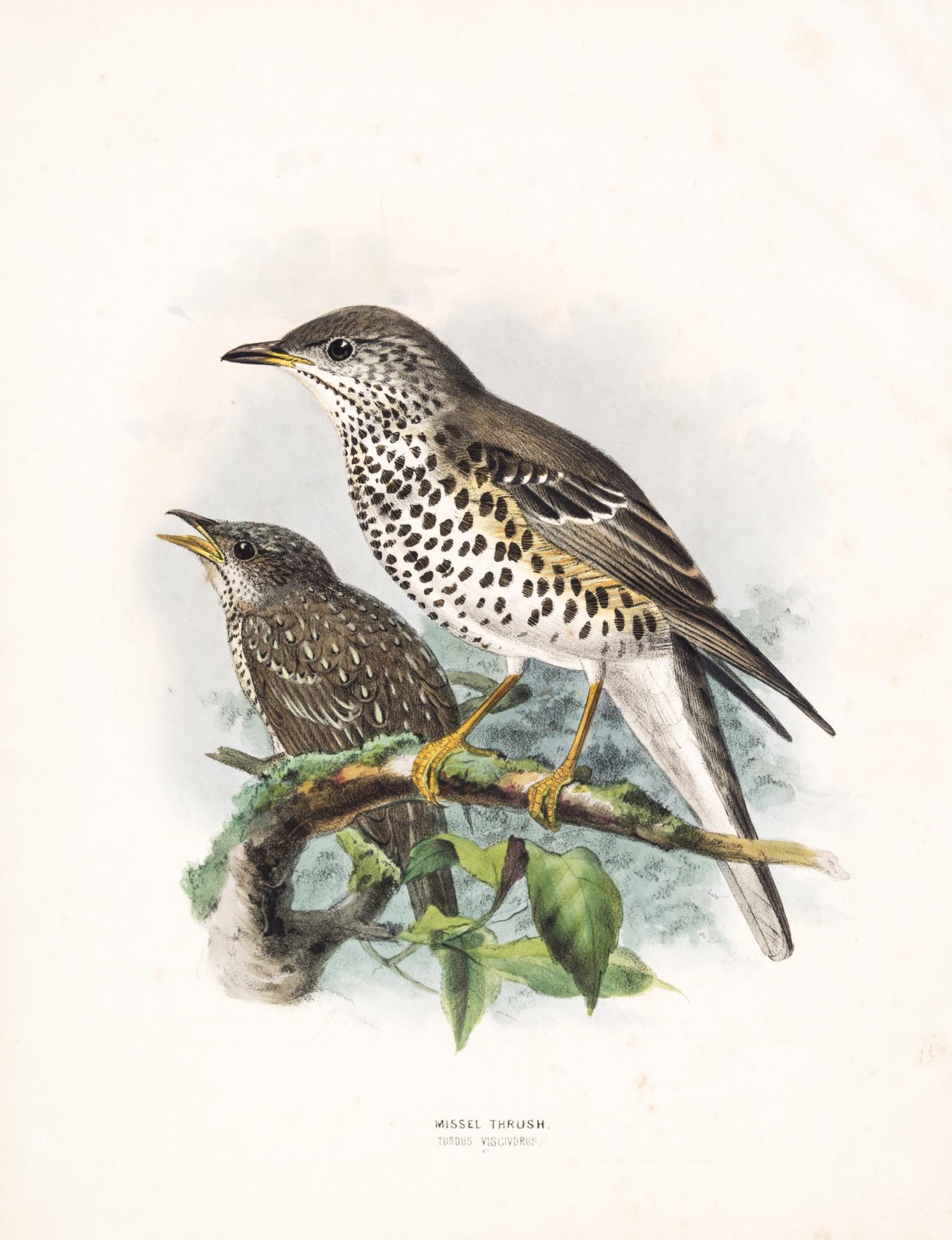 DRESSER, HENRY EELES. A History of the Birds of Europe. London, 1871-1896. Vols. 2-3 (of 9) only.