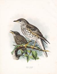 DRESSER, HENRY EELES. A History of the Birds of Europe. London, 1871-1896. Vols. 2-3 (of 9) only.