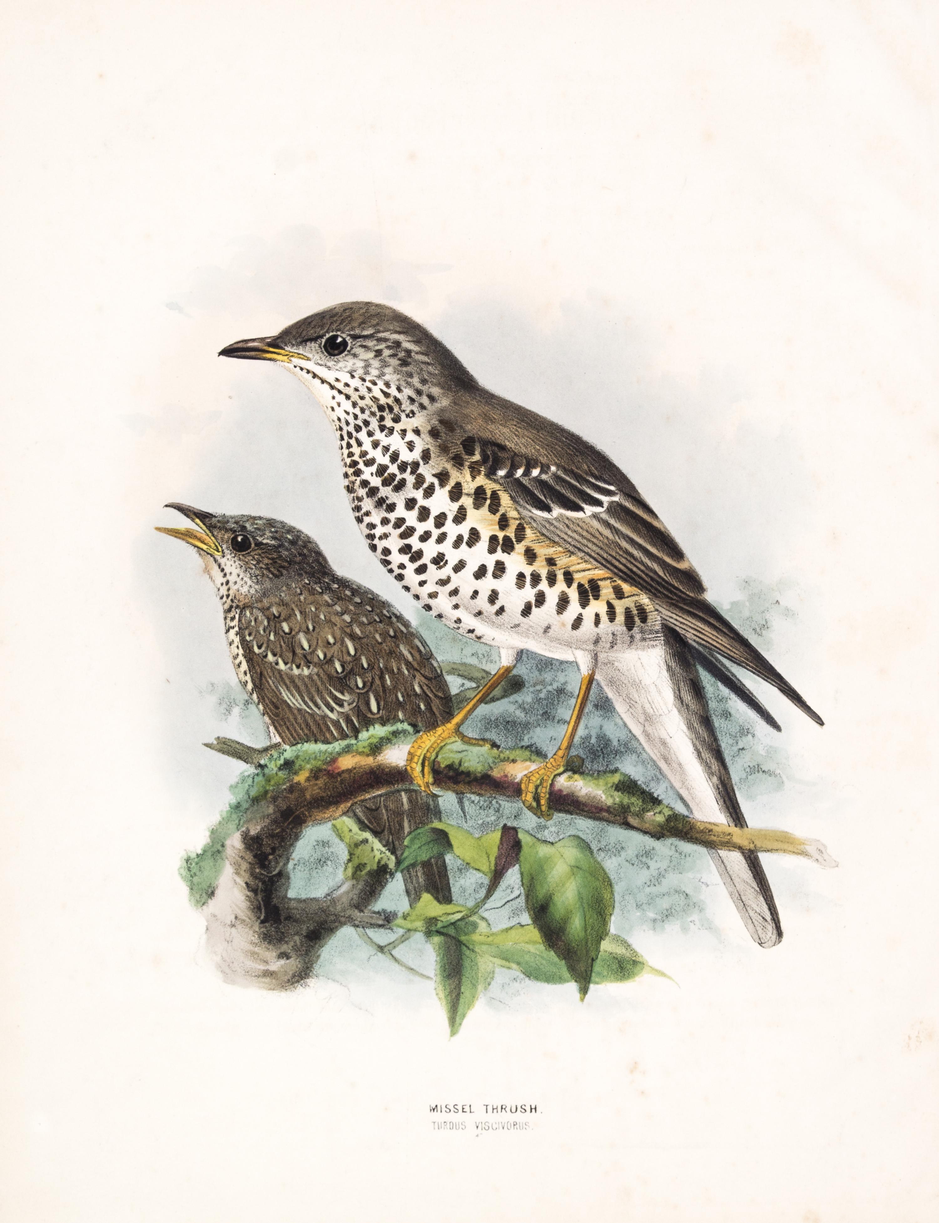 DRESSER, HENRY EELES. A History of the Birds of Europe. London, 1871-1896. Vols. 2-3 (of 9) only.
