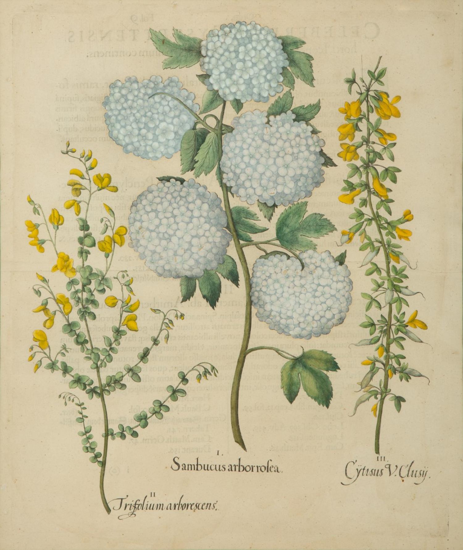 A Set of Six Hand-Colored Botanical Engravings After Basilius Besler (German, 1561-1629) — 19TH CENTURY