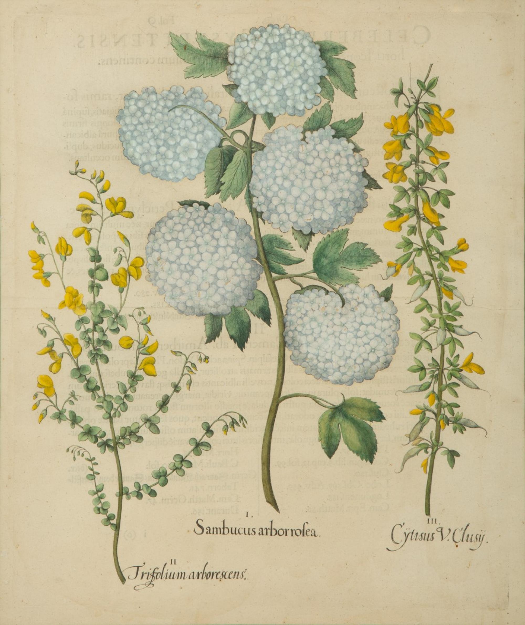 A Set of Six Hand-Colored Botanical Engravings After Basilius Besler (German, 1561-1629) — 19TH CENTURY