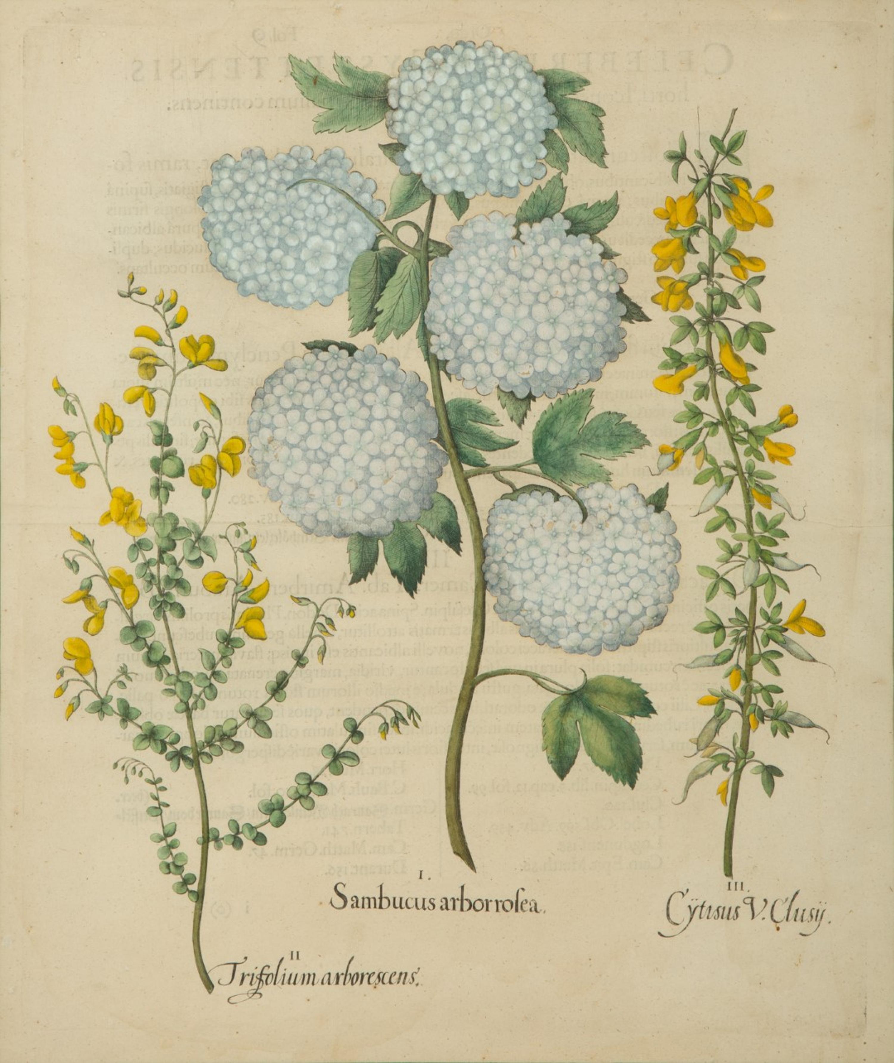 A Set of Six Hand-Colored Botanical Engravings After Basilius Besler (German, 1561-1629) — 19TH CENTURY