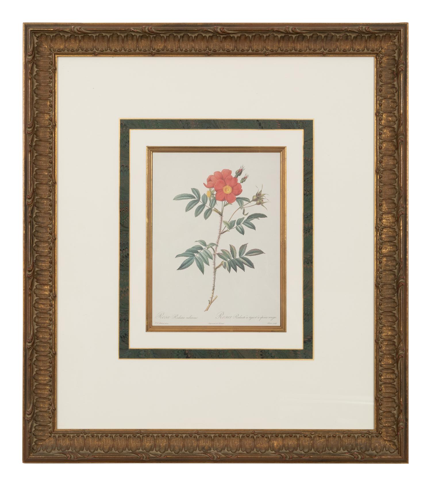 A Set of Six Chromolithographs of Roses after Pierre Joseph Redouté