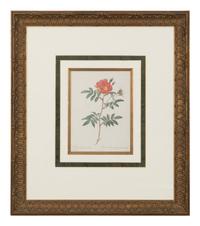 A Set of Six Chromolithographs of Roses after Pierre Joseph Redouté