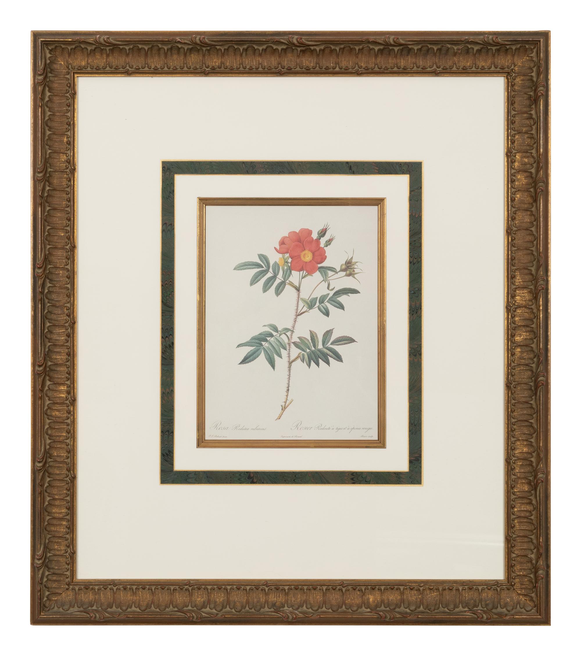 A Set of Six Chromolithographs of Roses after Pierre Joseph Redouté