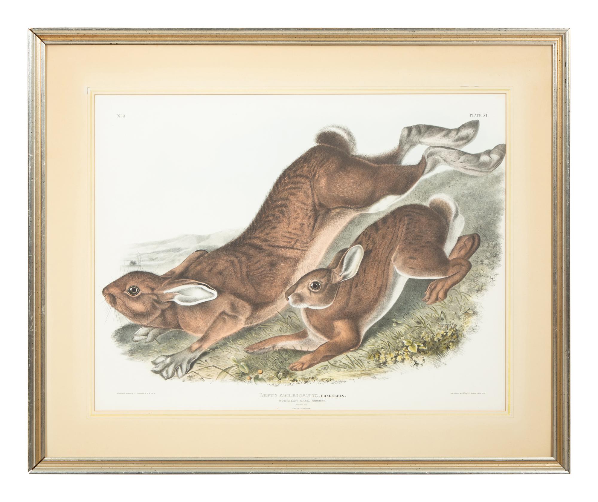 Lepus Americanus , Lepus Aquaticus , Lepus Nigricaudatus , and Lepus Palustris (Four Works)