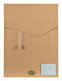 Untitled (Arabs, Charter Horse, Limousin)