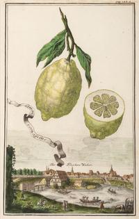 Six Hand-Colored Citrus Fruit Engravings