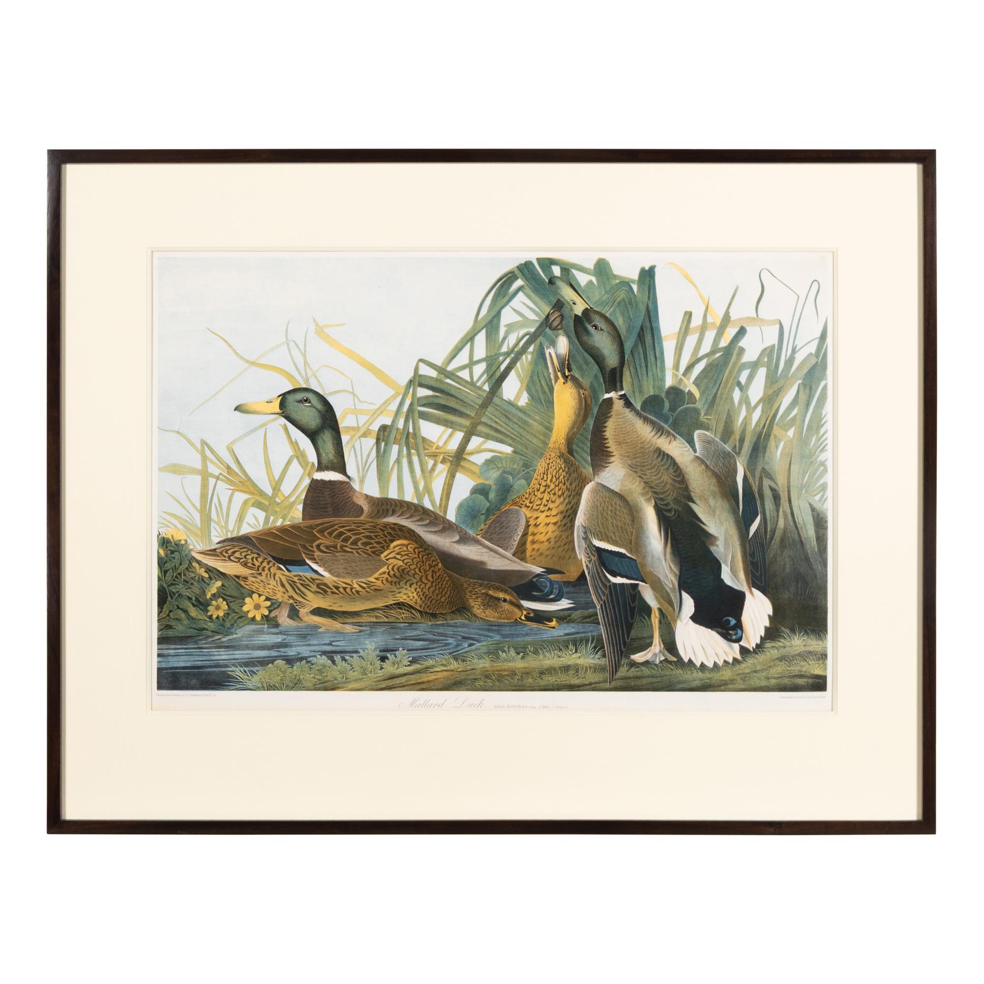 Audubon, John James (1785-1851) Mallard Duck (Plate 385) Anas Boschas