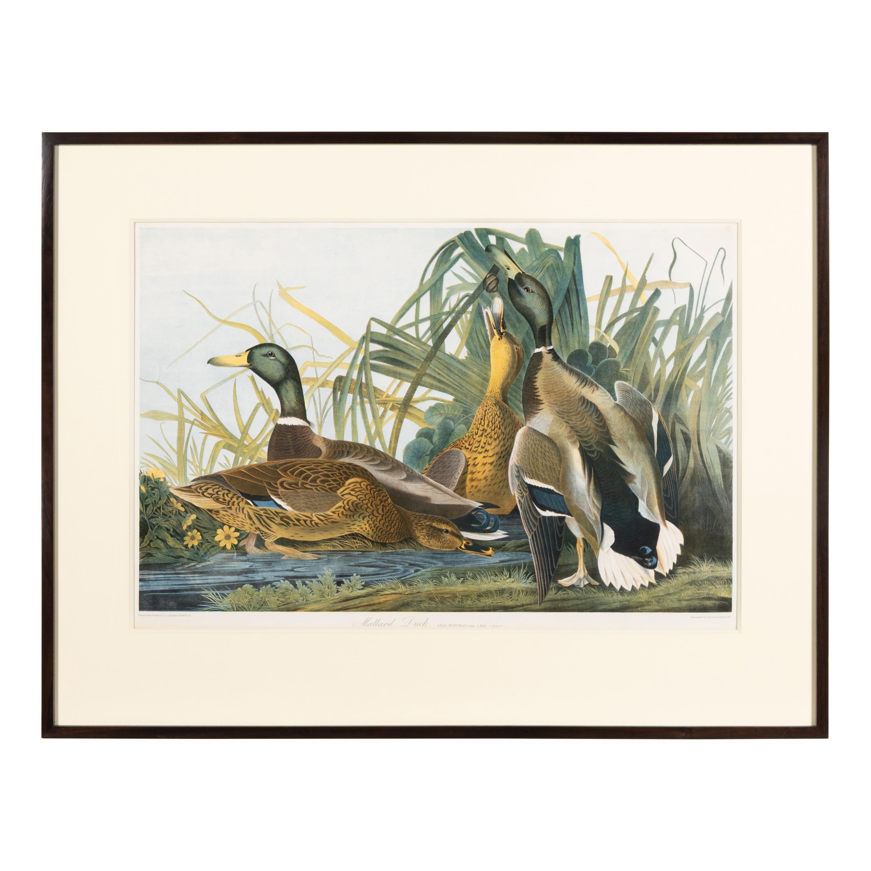 Audubon, John James (1785-1851) Mallard Duck (Plate 385) Anas Boschas