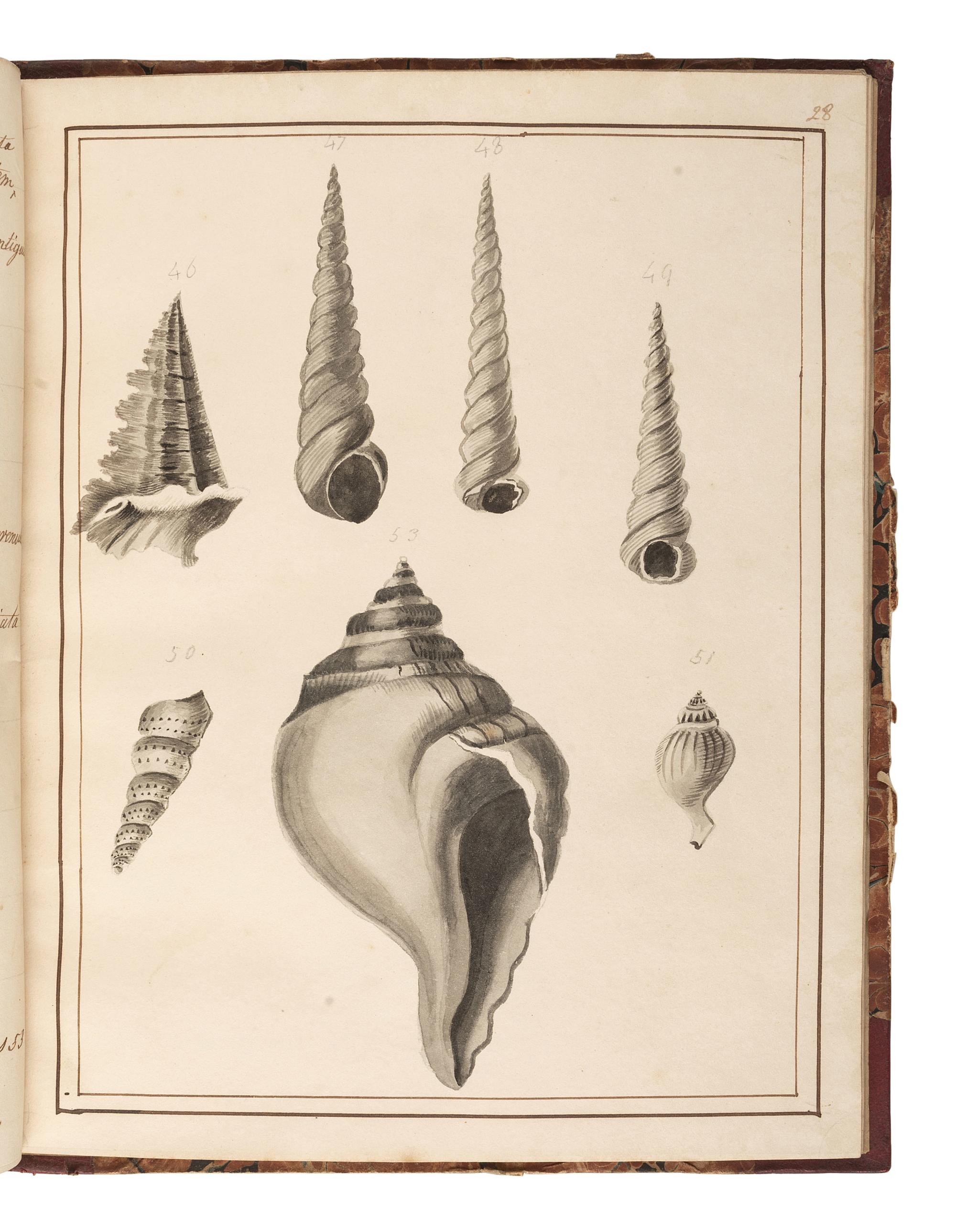 [MARITIME SHELLS & FOSSILS MANUSCRIPT]. Malet, S. "Hampshire Fossils." -- "French Fossils." [London, ca 19th century].
