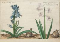 A Set of Four Dutch Botanicals from Crispin de Passe's Hortus Floridus — HOLLAND, CIRCA 1614