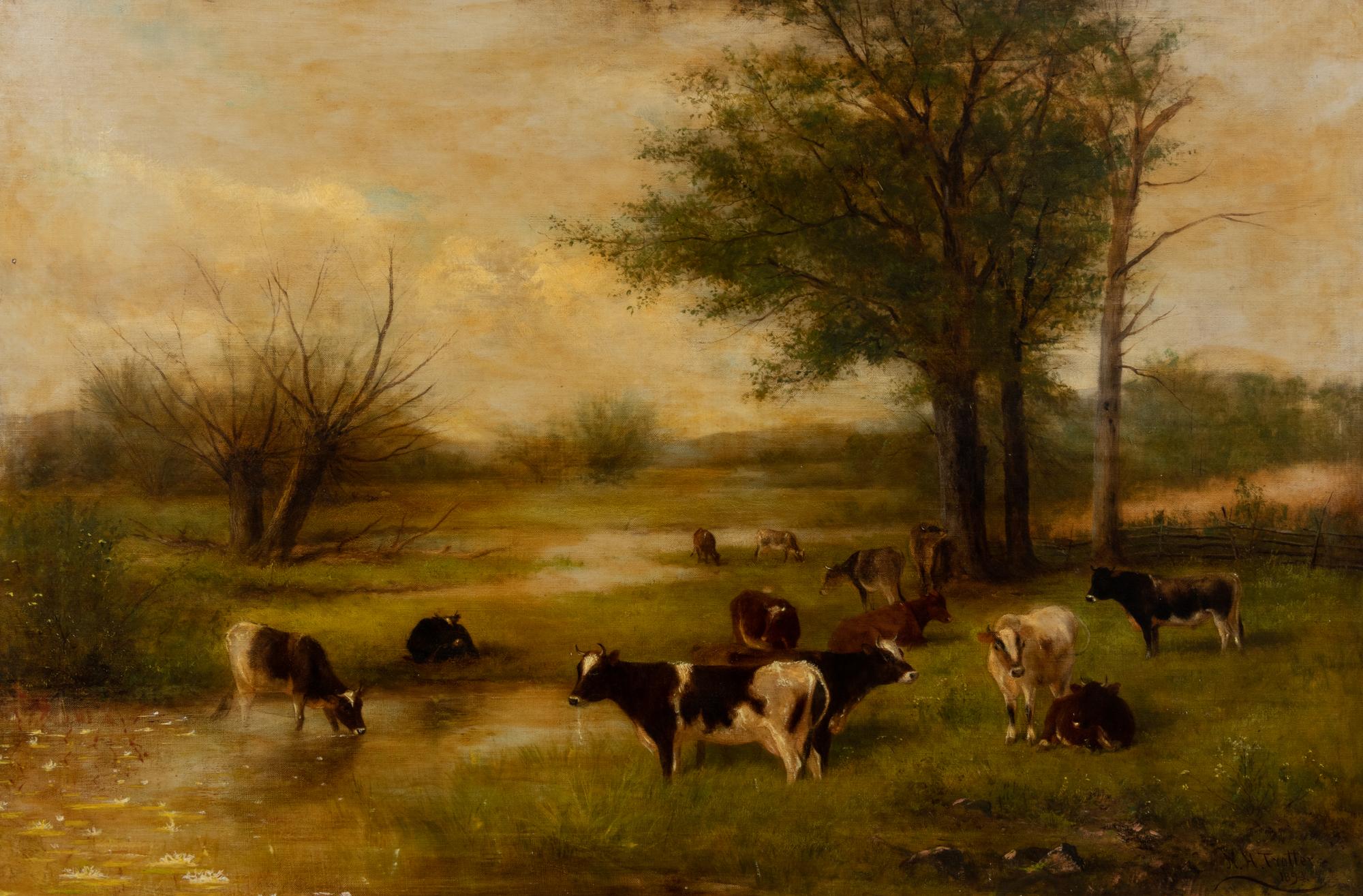 Cows Grazing