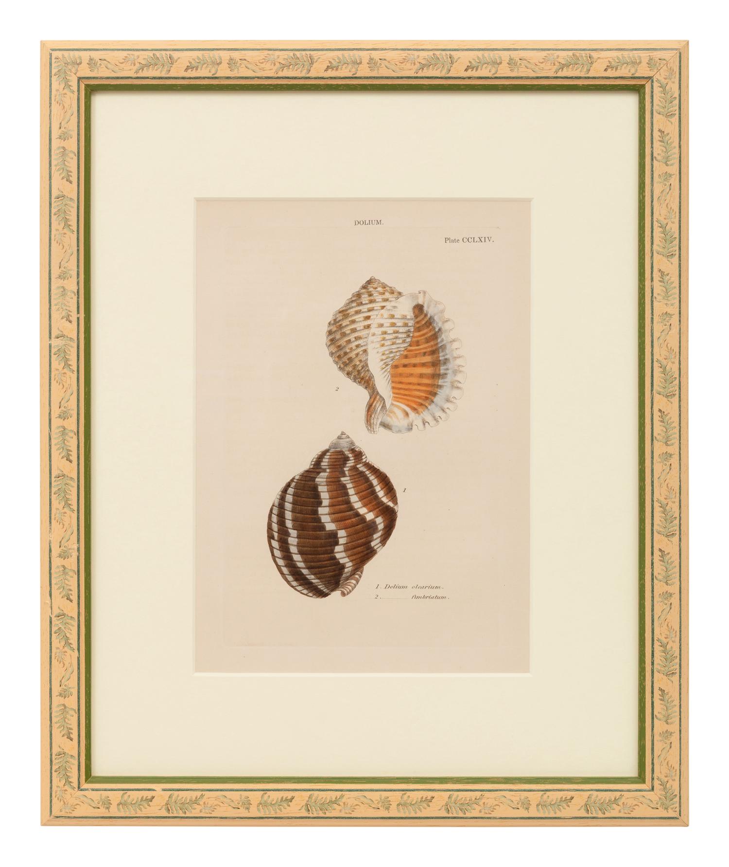 Conchologica Systematica: Eight Plates , 1841