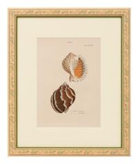 Conchologica Systematica: Eight Plates , 1841