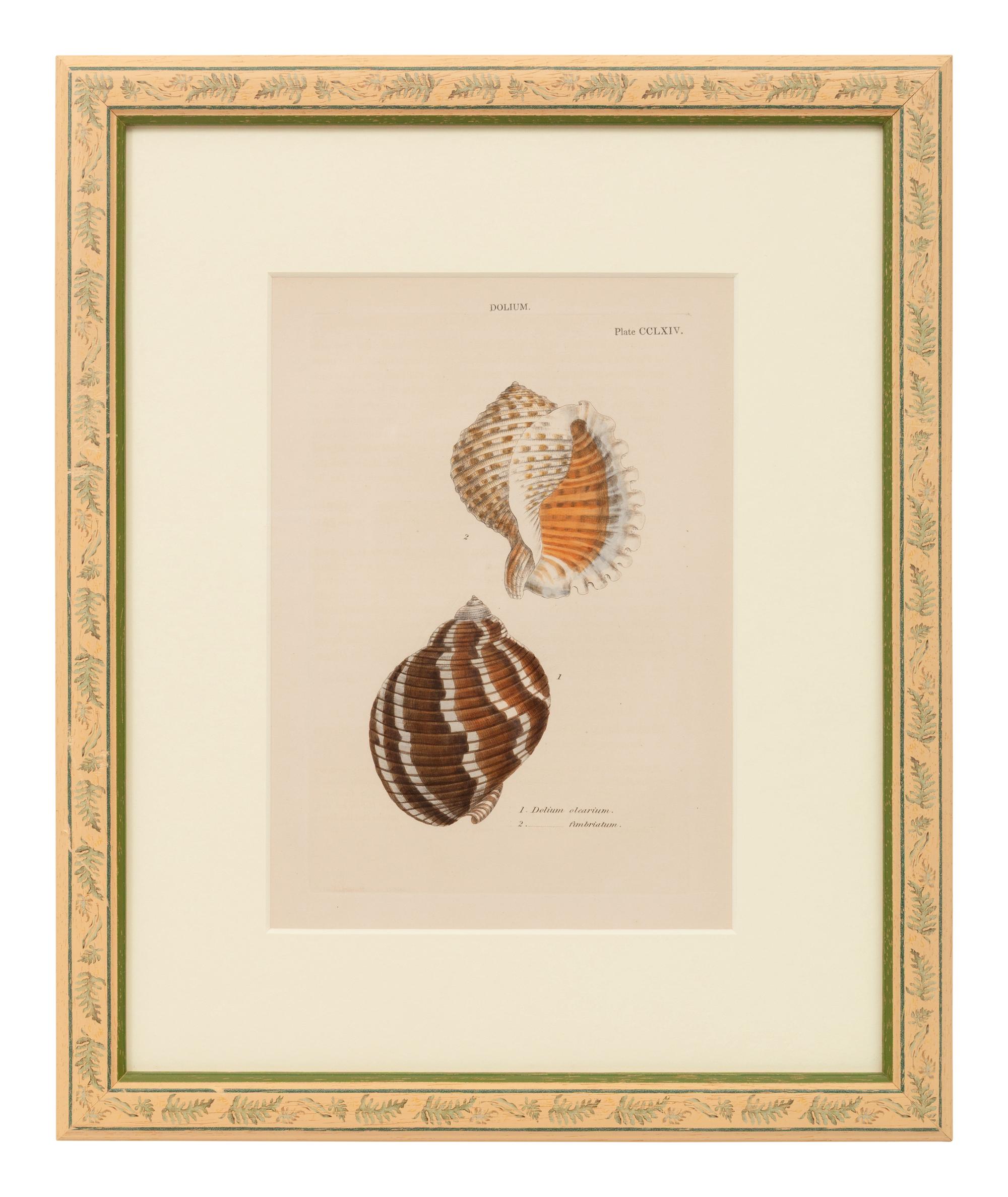 Conchologica Systematica: Eight Plates , 1841