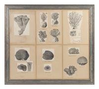 A Collage of Engravings of Coral Specimens — 19TH CENTURY