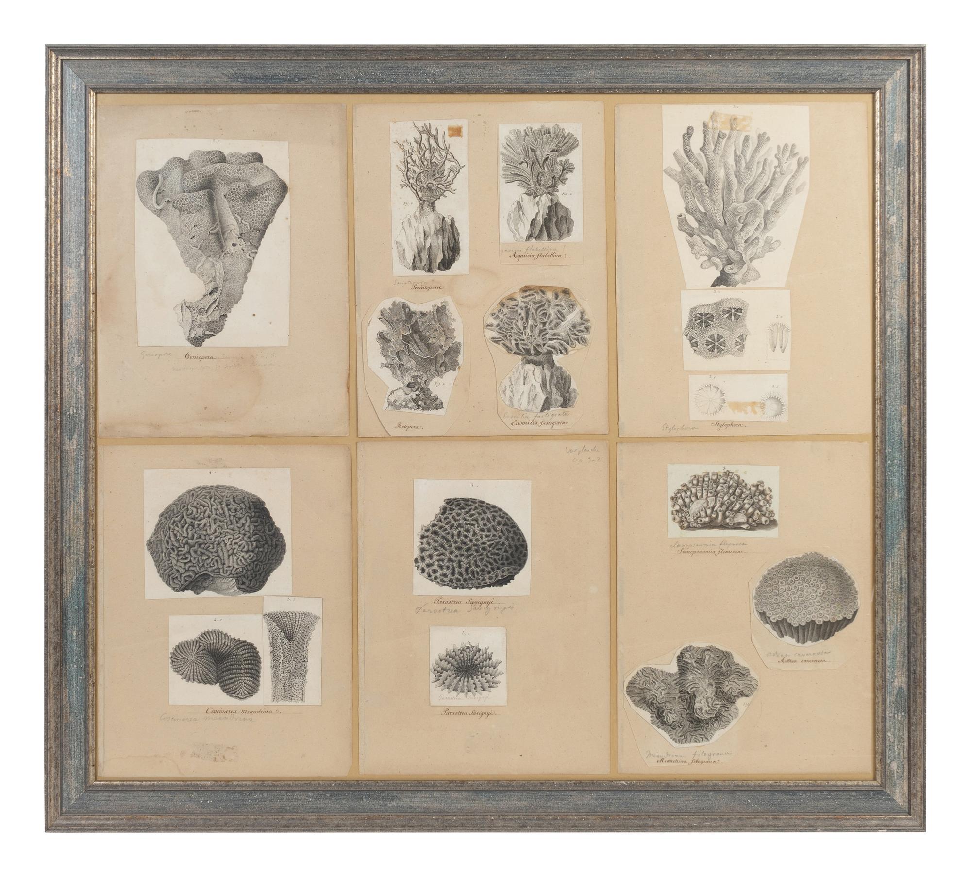 A Collage of Engravings of Coral Specimens — 19TH CENTURY