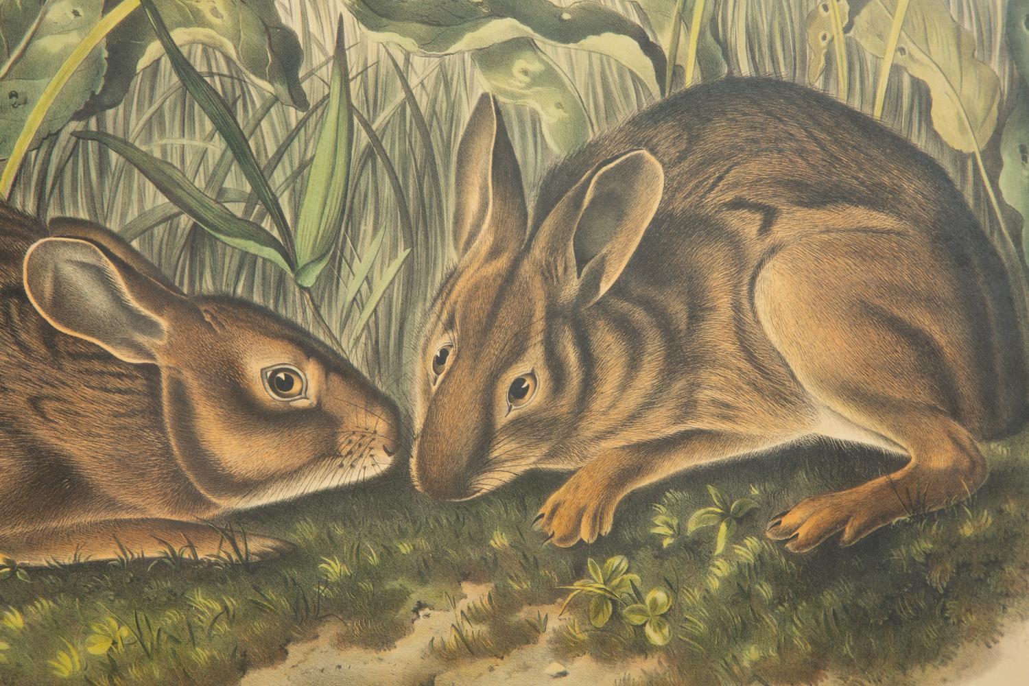 Lepus Americanus , Lepus Aquaticus , Lepus Nigricaudatus , and Lepus Palustris (Four Works)