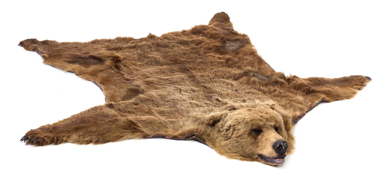 A Taxidermy Bear Skin Rug Length 7 feet 8 inches x width 6 feet 4 inches.
