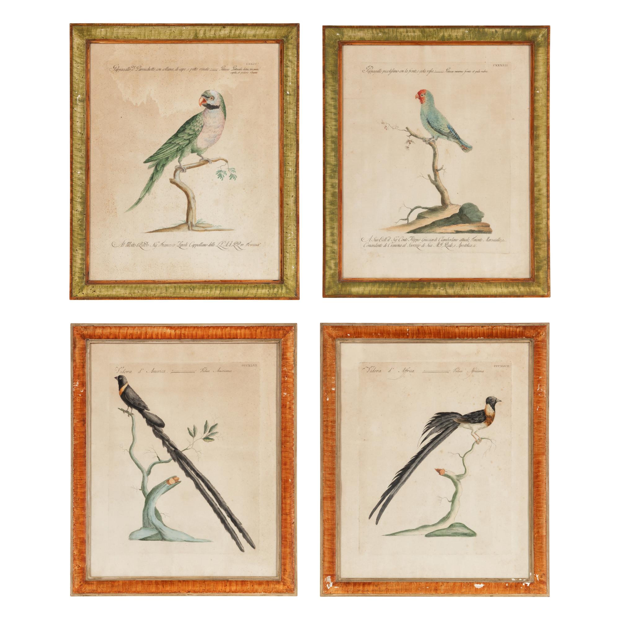 A Set of Four French Hand-Colored Ornithological Engravings