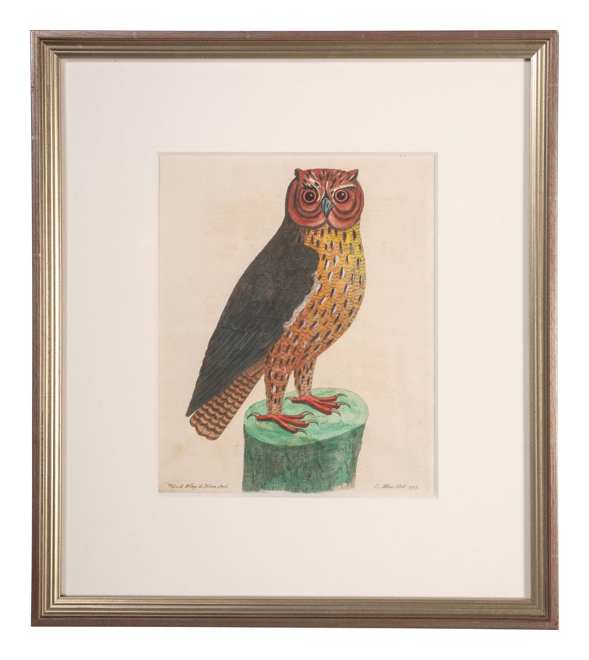 Five Eleazar Albin (English, 1690-1742) Hand Colored Engravings of Owls