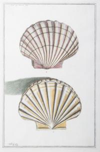 Nine Trowbridge Color Prints Depicting Sea Shells in Giltwood Frames — 20th Century