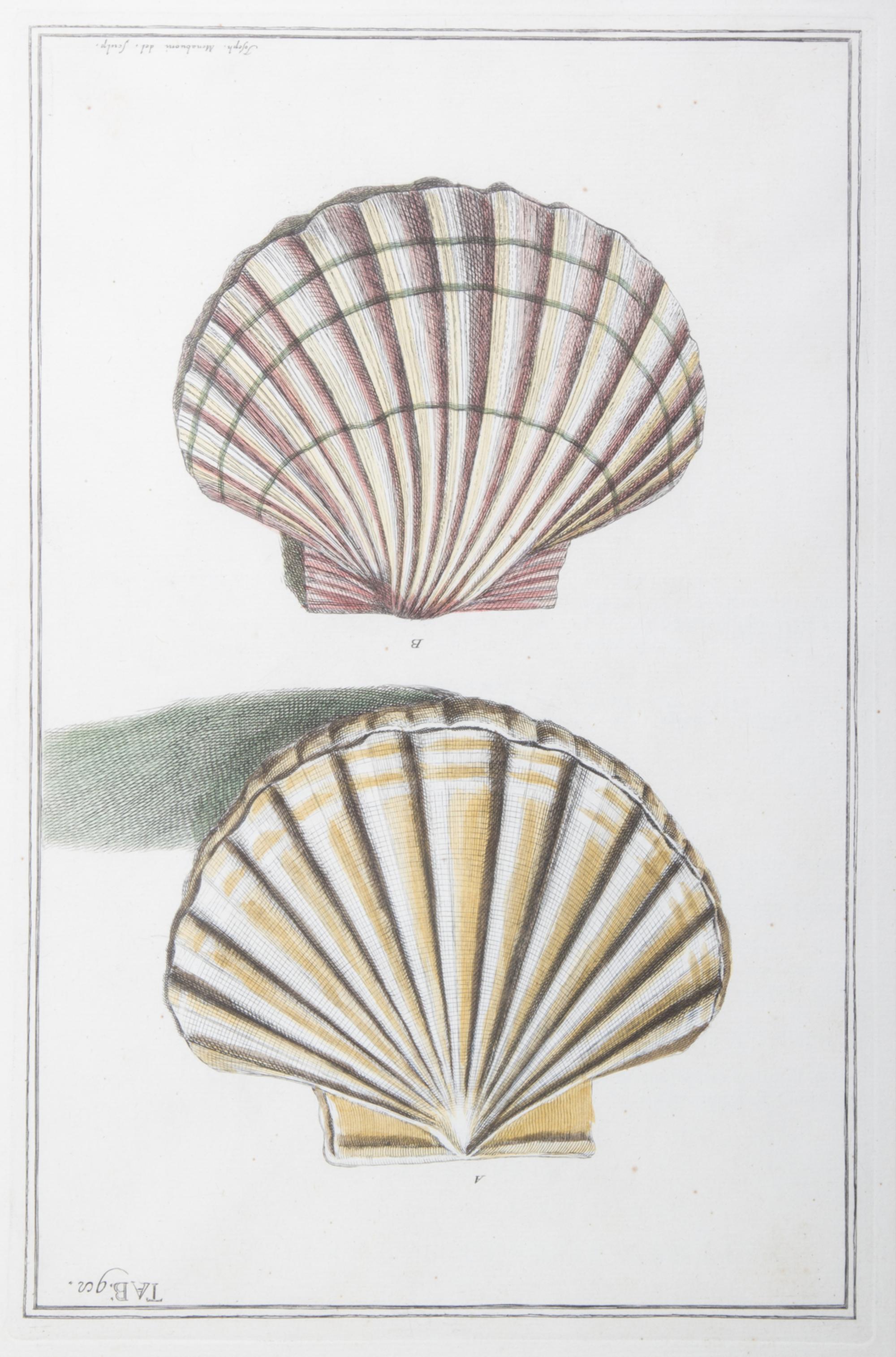 Nine Trowbridge Color Prints Depicting Sea Shells in Giltwood Frames — 20th Century