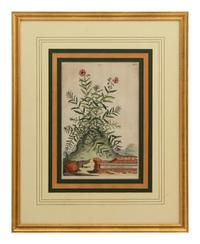 A Collection of Ten Abraham Munting Botanical Engravings from Naauwkeurige Beschryving Der Aardgewassen (1696)