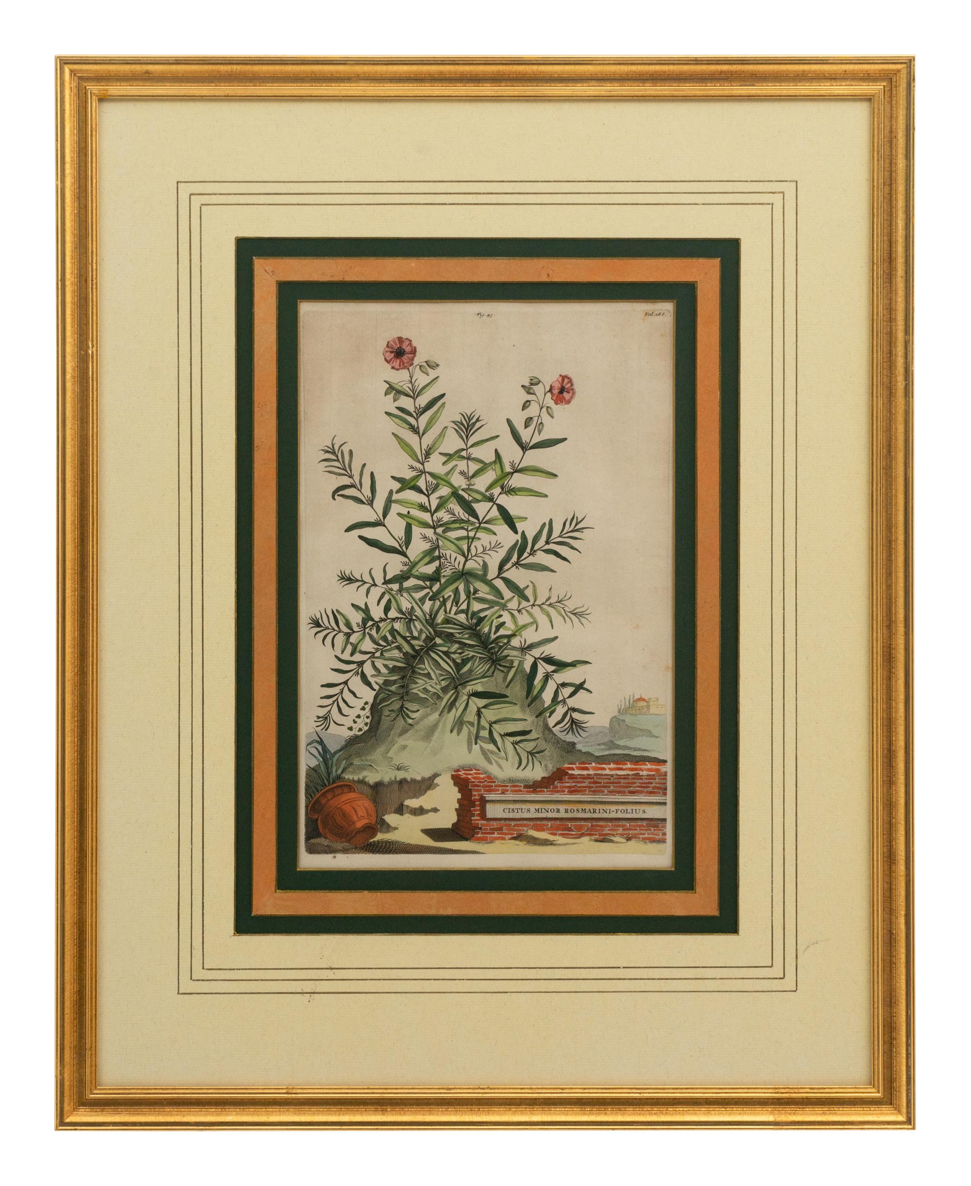 A Collection of Ten Abraham Munting Botanical Engravings from Naauwkeurige Beschryving Der Aardgewassen (1696)