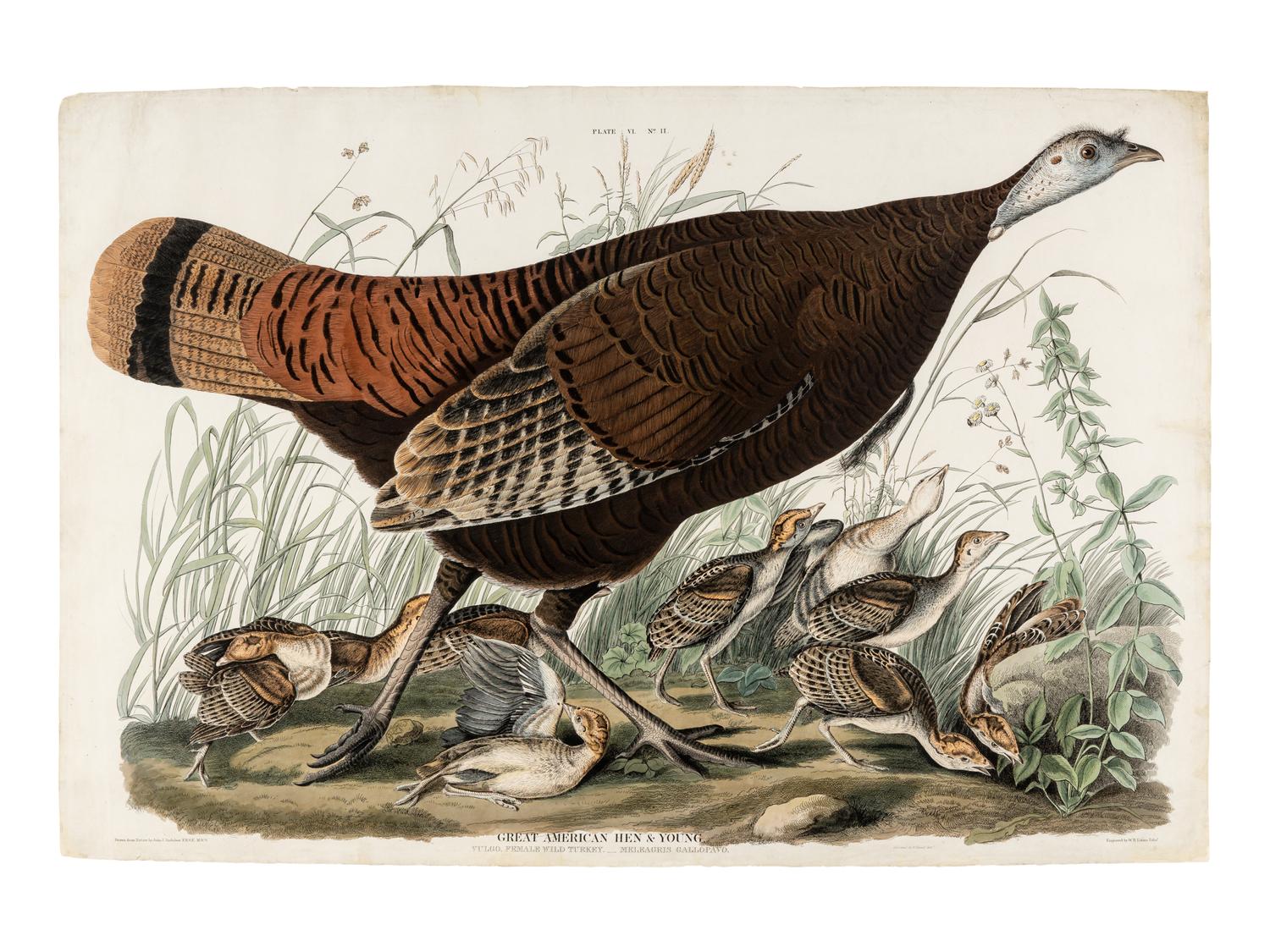 AUDUBON, John James (1785-1851) Great American Hen & Young (Plate VI) Vulgo, Female Wild Turkey.__Meleagris Gallopavo