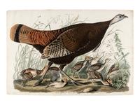 AUDUBON, John James (1785-1851) Great American Hen & Young (Plate VI) Vulgo, Female Wild Turkey.__Meleagris Gallopavo
