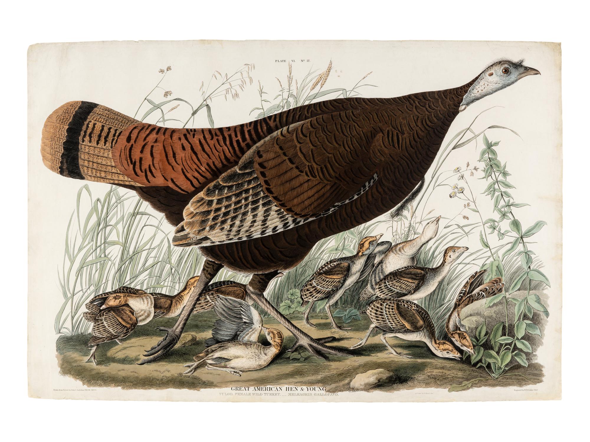 AUDUBON, John James (1785-1851) Great American Hen & Young (Plate VI) Vulgo, Female Wild Turkey.__Meleagris Gallopavo