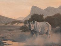 The Hoanib Rhino, Namibia