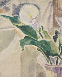 Calla Lily