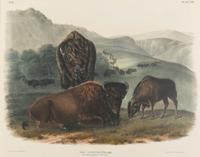 AUDUBON, John James (1785-1851) American Bison or Buffalo (Plate LVII) Bos Americanus
