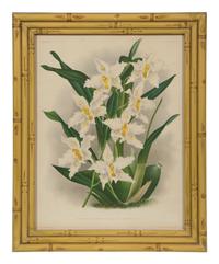 A Set of Twelve Framed Botanical Lithographs
