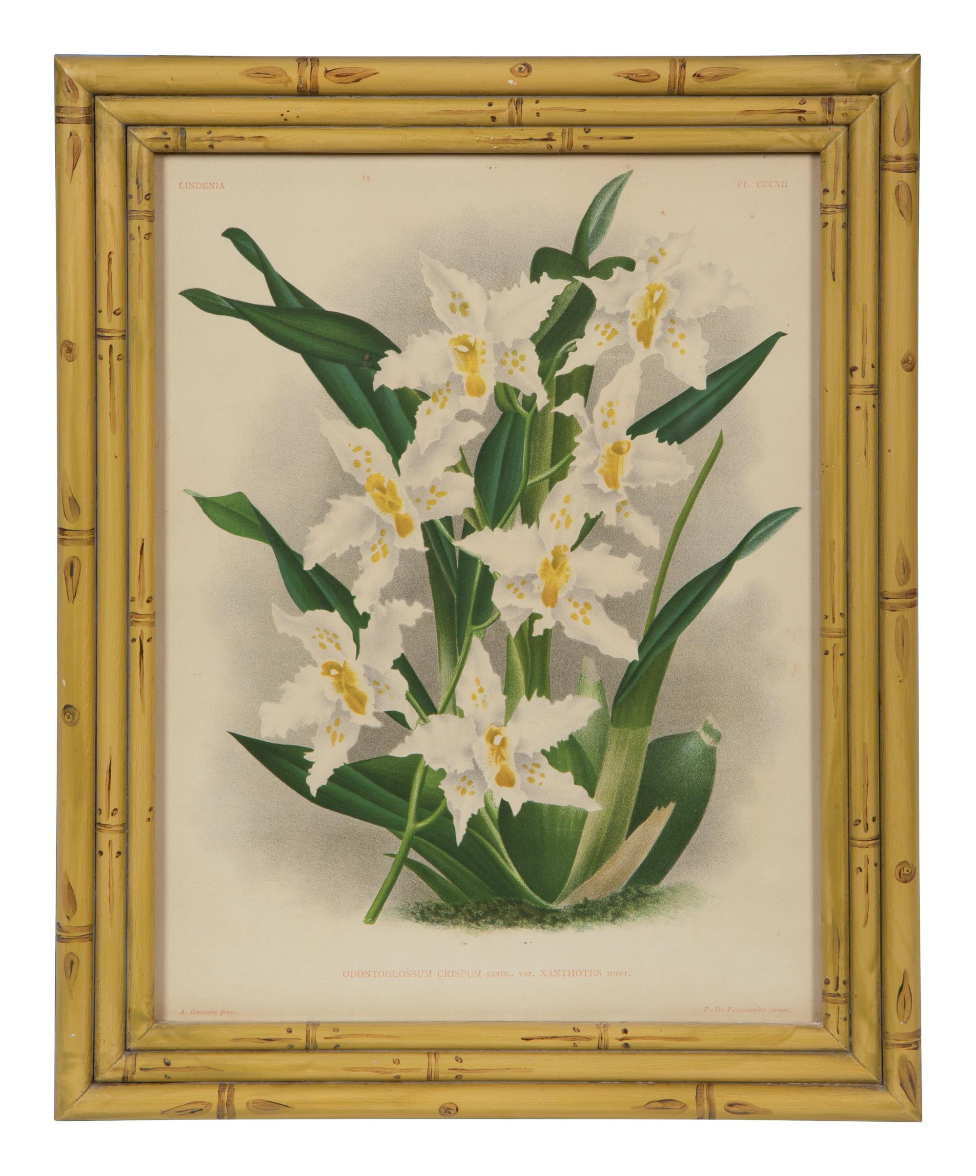 A Set of Twelve Framed Botanical Lithographs