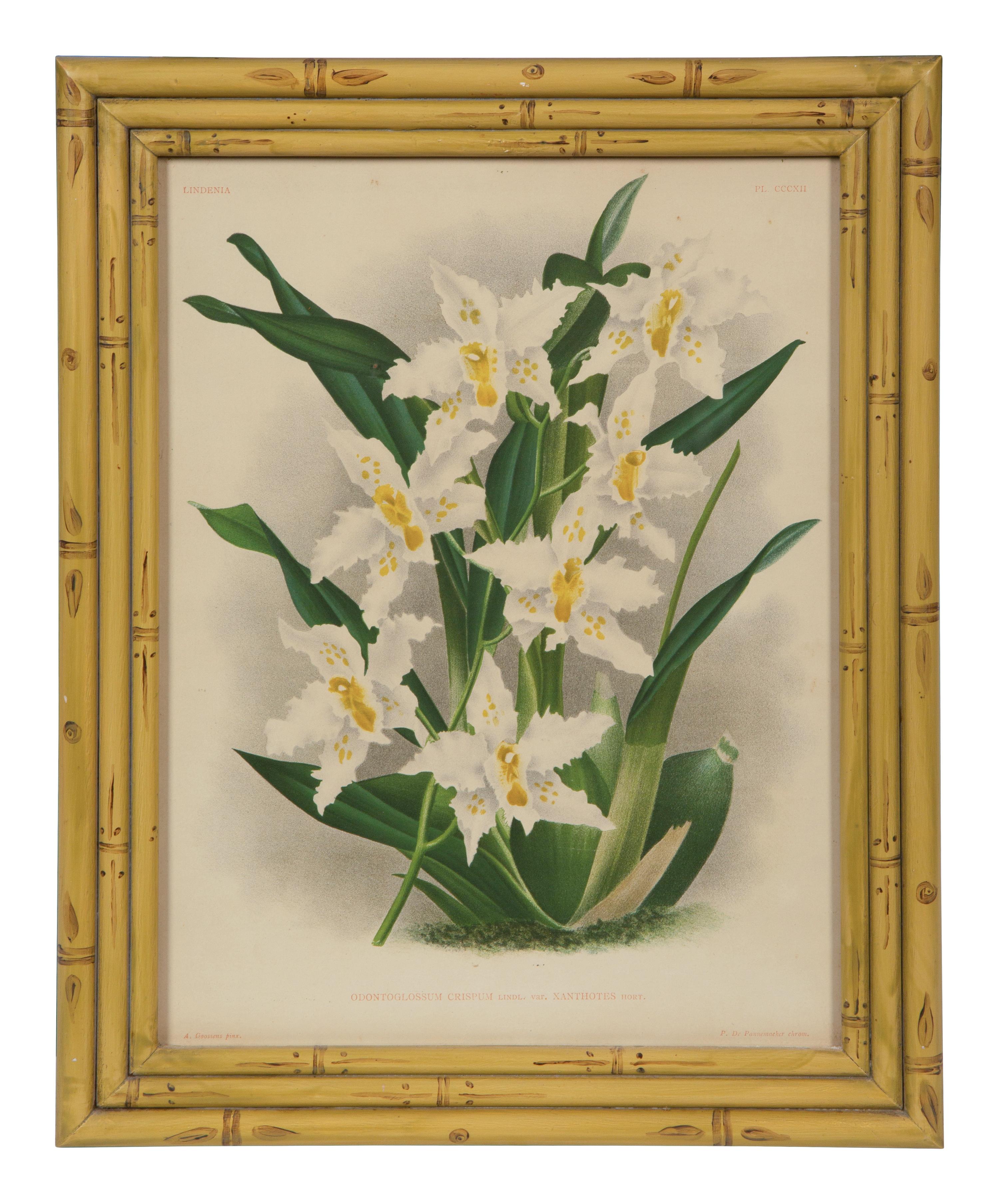 A Set of Twelve Framed Botanical Lithographs