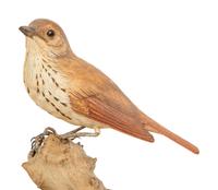 Hermit Thrush