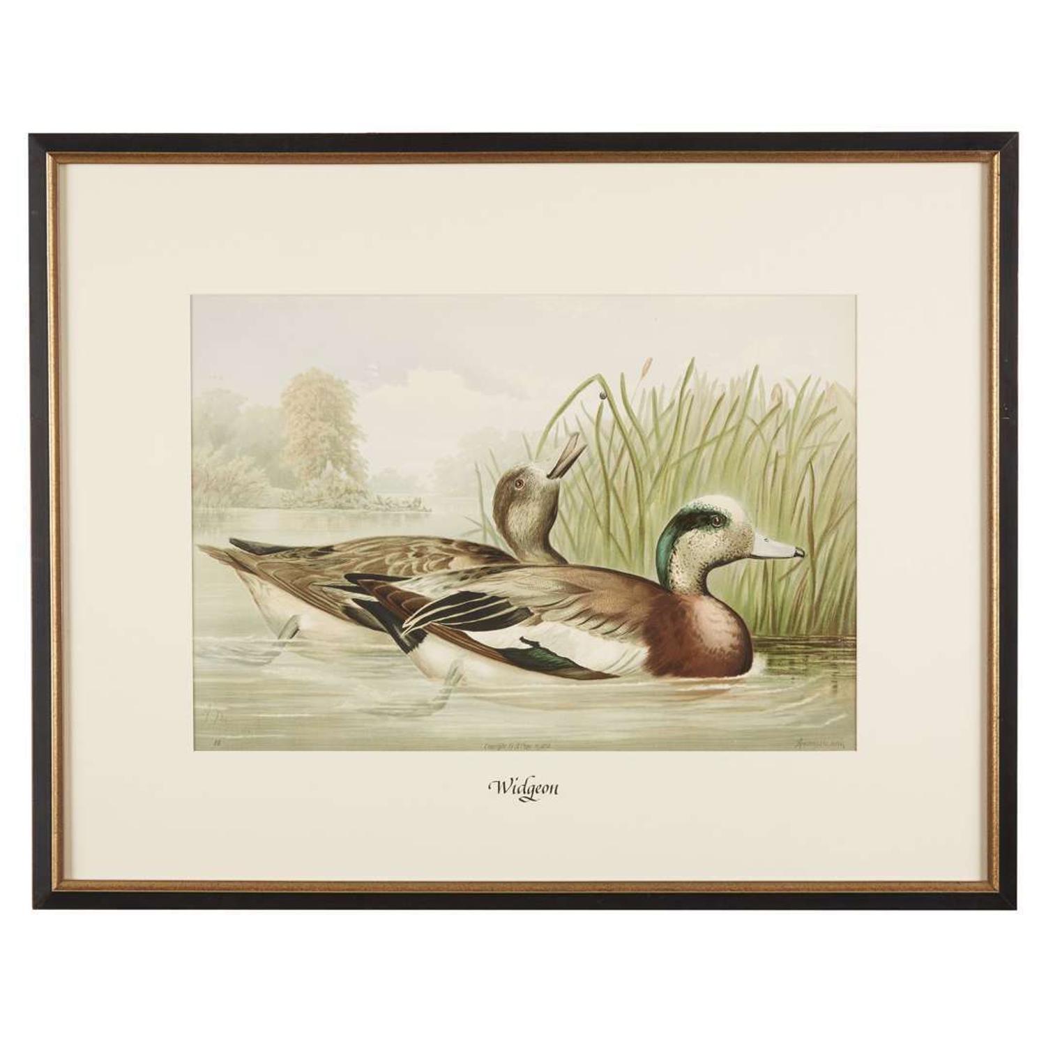 ALEXANDER POPE JUNIOR (AMERICAN 1849-1924) "BLACK DUCK" FROM UPLAND GAME BIRDS AND WATERFOWL OF THE UNITED STATES