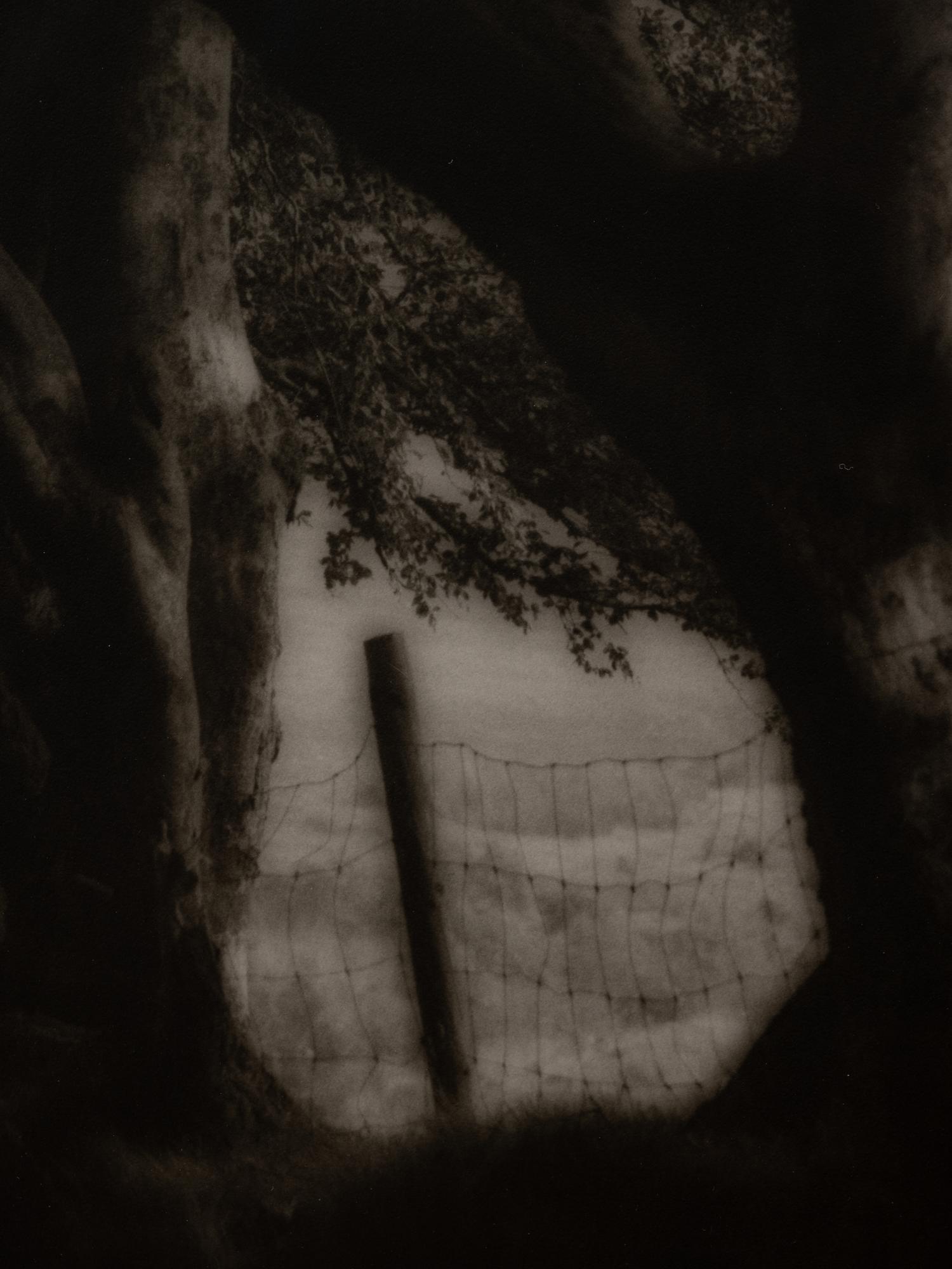 A pair of photographs from the South of England series ( Path and Gate; Trees)