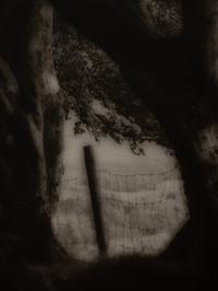 A pair of photographs from the South of England series ( Path and Gate; Trees)