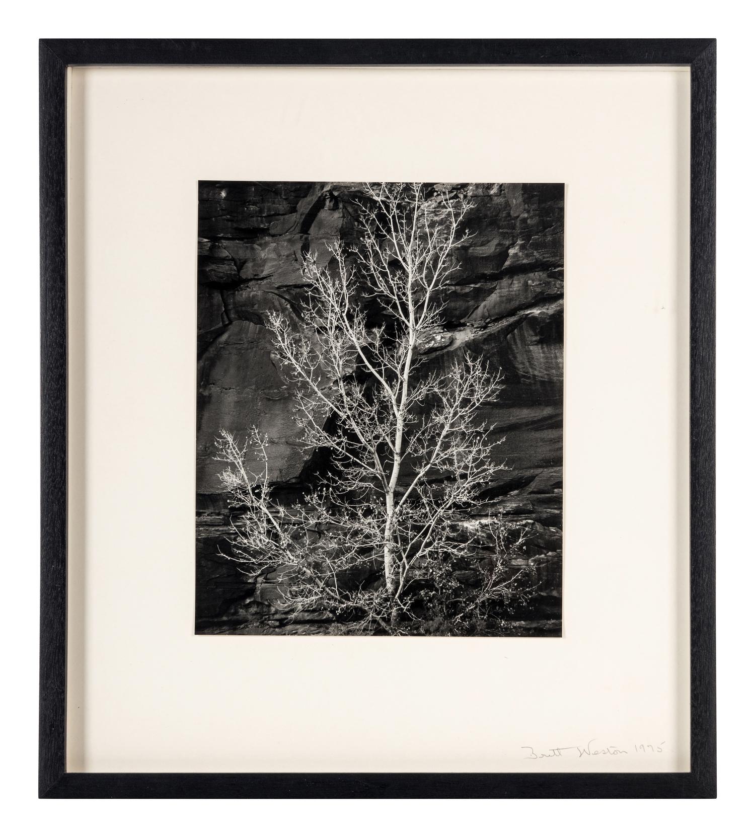 Brett Weston (1911-1993) Untitled (Rock and Tree, Glen Canyon), 1975