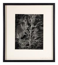 Brett Weston (1911-1993) Untitled (Rock and Tree, Glen Canyon), 1975