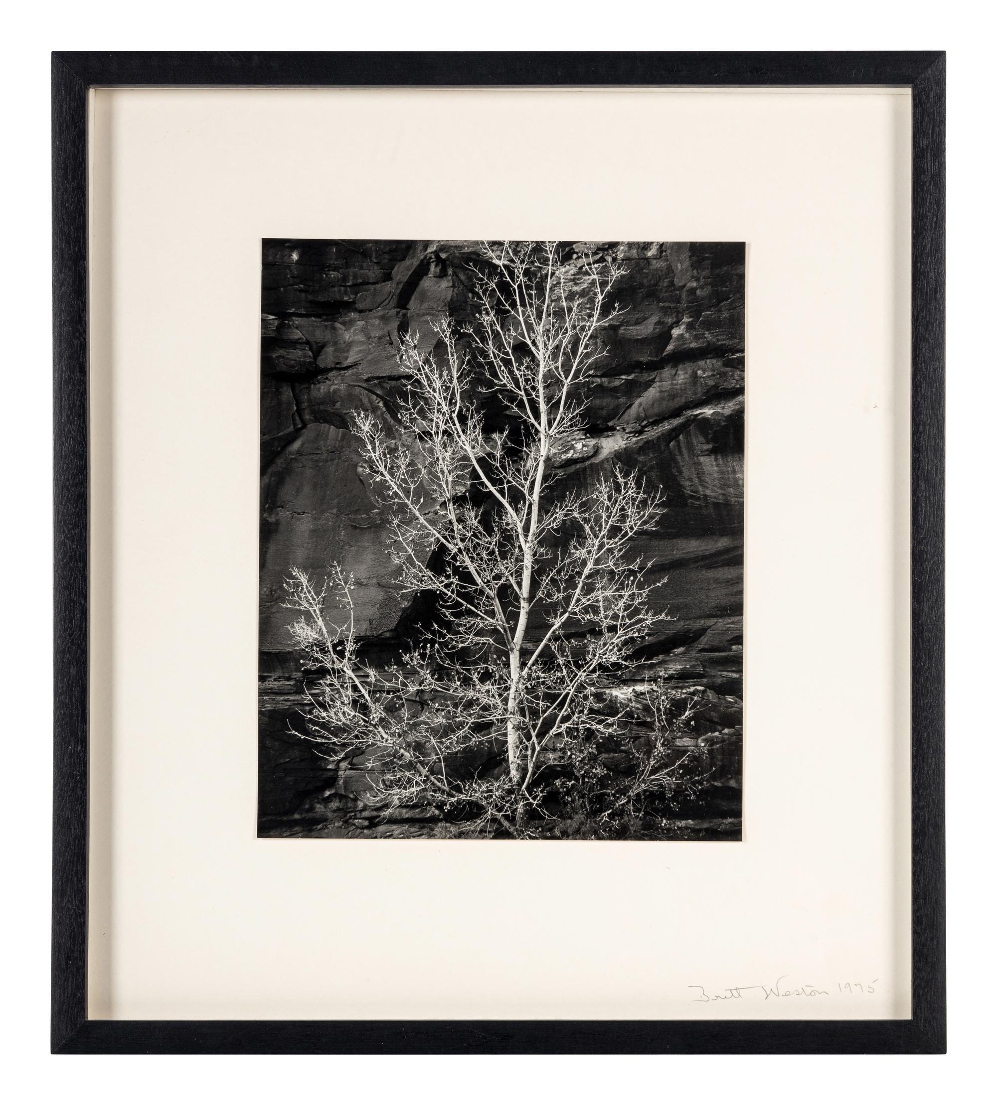 Brett Weston (1911-1993) Untitled (Rock and Tree, Glen Canyon), 1975