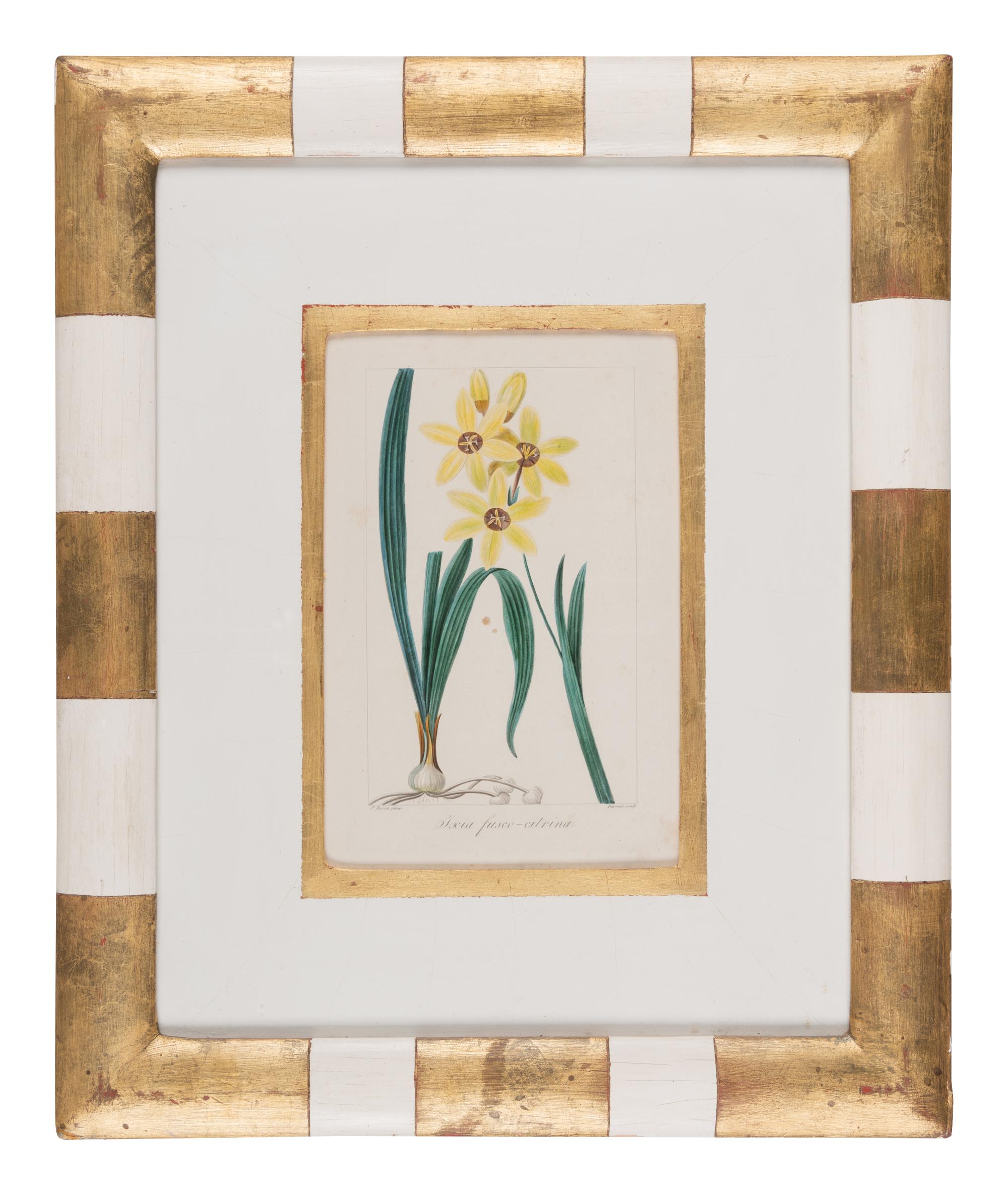 Three Botanical Hand-Colored Engravings after Pancrace Bessa (French, 1772-1846)