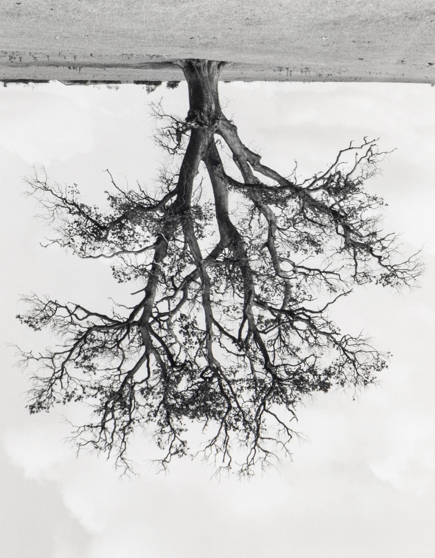 Rodney Graham (1949-2022) Oxfordshire Oak, Banford, Fall, 1990