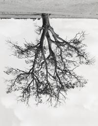 Rodney Graham (1949-2022) Oxfordshire Oak, Banford, Fall, 1990