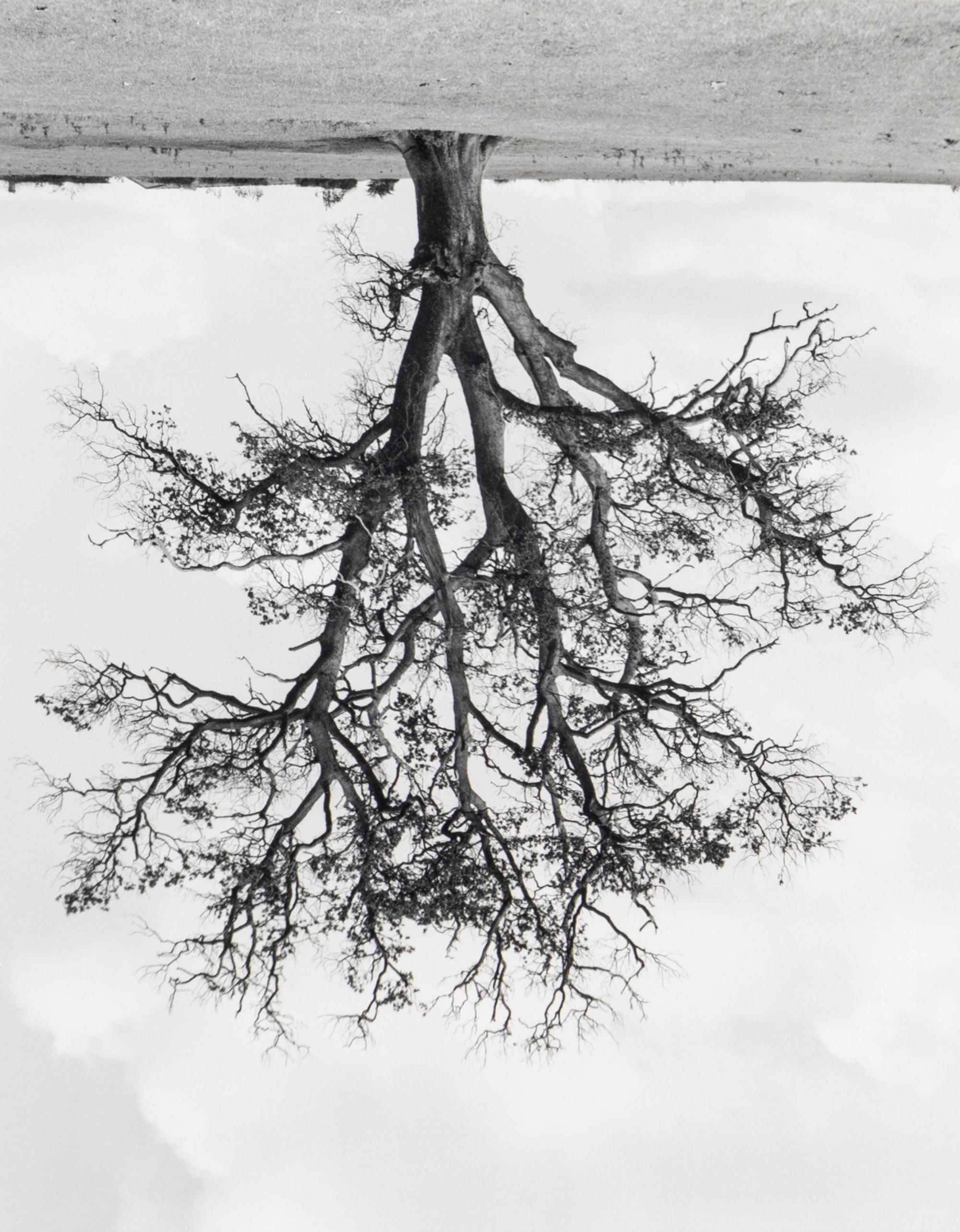 Rodney Graham (1949-2022) Oxfordshire Oak, Banford, Fall, 1990